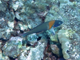 20 Saddle Wrasse IMG 2290